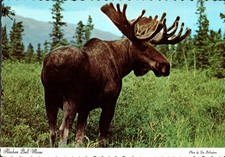 Vintage postcard alaskan for sale  Valley City