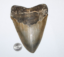 huge megalodon tooth for sale  Wilmington