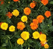 Marigold crackerjack plug for sale  BURTON-ON-TRENT