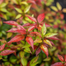 Dwarf nandina firepower for sale  San Jacinto
