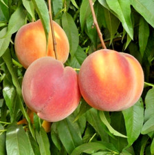 Lady zee peach for sale  Kingsburg