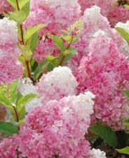 plant hydrangea for sale  Russell