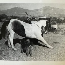 Chonky Big Horse Chow Chow Dog FOTO ORIGINAL VINTAGE Fazenda Drafthorse Bowing comprar usado  Enviando para Brazil