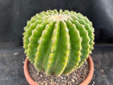 Echinocactus grusonii inermis usato  Massafra