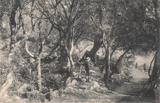 Ile noirmoutier wood d'occasion  Expédié en Belgium
