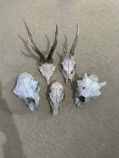 Roe deer sheep for sale  ALDERSHOT