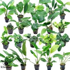 Anubias species live for sale  HOUNSLOW