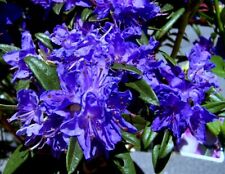 Blue baron rhododendron for sale  Mobile
