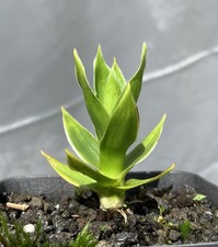 Orectanthe aff. sceptrum for sale  Honolulu