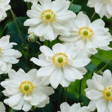 Anemone hybrida whirlwind for sale  BELPER