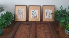 Set botanical prints for sale  EPSOM