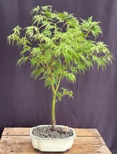 Seiryu laceleaf maple for sale  Patchogue