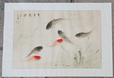 koi carp fish for sale  SWANAGE