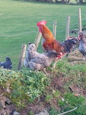 Blue french maran for sale  DOWNPATRICK