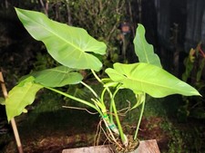Philodendron sagittifolium pla for sale  Hollywood