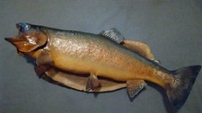 Vintage real skin for sale  Blue Springs