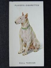 The bull terrier usato  Spedire a Italy