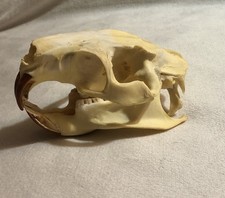 Nutria skull great for sale  Philadelphia