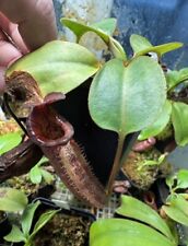 Nepenthes robcantleyi gebraucht kaufen  Hamburg