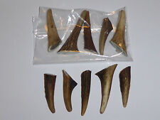 Packet red deer for sale  DUNDEE