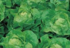 165x kopfsalat treibhaus gebraucht kaufen  Pfullingen