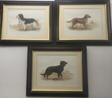 Joel kirk dog for sale  CRAIGAVON