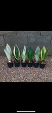 Snake plant variety for sale  Eustis