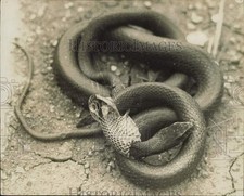 Press Photo cobra em branco derrama sua pele - kfx43937 comprar usado  Enviando para Brazil