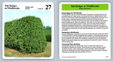 Tall hedges windbreaks for sale  SLEAFORD