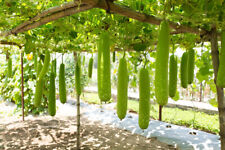 Long bottle gourd for sale  Easton