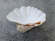 Gros coquillage bénitier d'occasion  Bernay