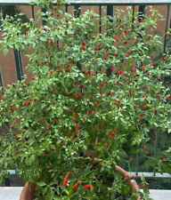 Semi micro peperoncini usato  Italia