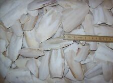100 sepia bruch gebraucht kaufen  Bassum