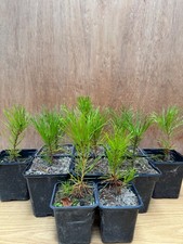 Scots pine trees for sale  UK