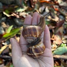 Two giant striped for sale  Murrieta