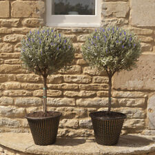 Lavender anouk mini for sale  PETERBOROUGH
