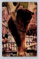 Chicago illinois bear for sale  USA
