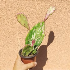 Vaso opuntia triacanthos usato  Barcellona Pozzo di Gotto