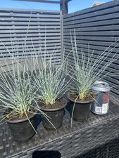 Ornamental blue grass for sale  PICKERING