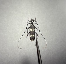 Rosalia funebris 25mm for sale  Redondo Beach