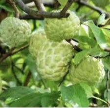 Sugar apple live for sale  Naples