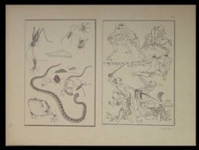 Hokusai manga 1910 d'occasion  Rennes-