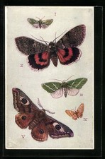 British moths forester gebraucht kaufen  Berlin