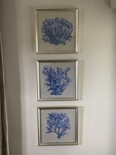 Kunstdrucke muscheln korallen gebraucht kaufen  Waldfischbach-Burgalben