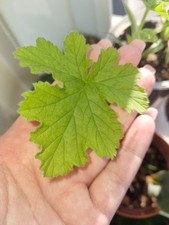 Rare pelargonium attar for sale  EXETER