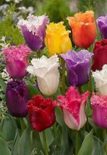 Tulpen große blumenzwiebeln gebraucht kaufen  Dresden