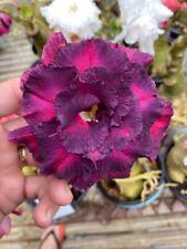 Adenium obesum 8563 d'occasion  France