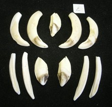 Lot warthog teeth d'occasion  Expédié en Belgium