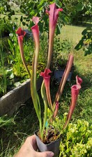 Sarracenia kateřina d'occasion  Beaumont-de-Lomagne