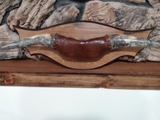 Mounted steer horns for sale  New Lisbon